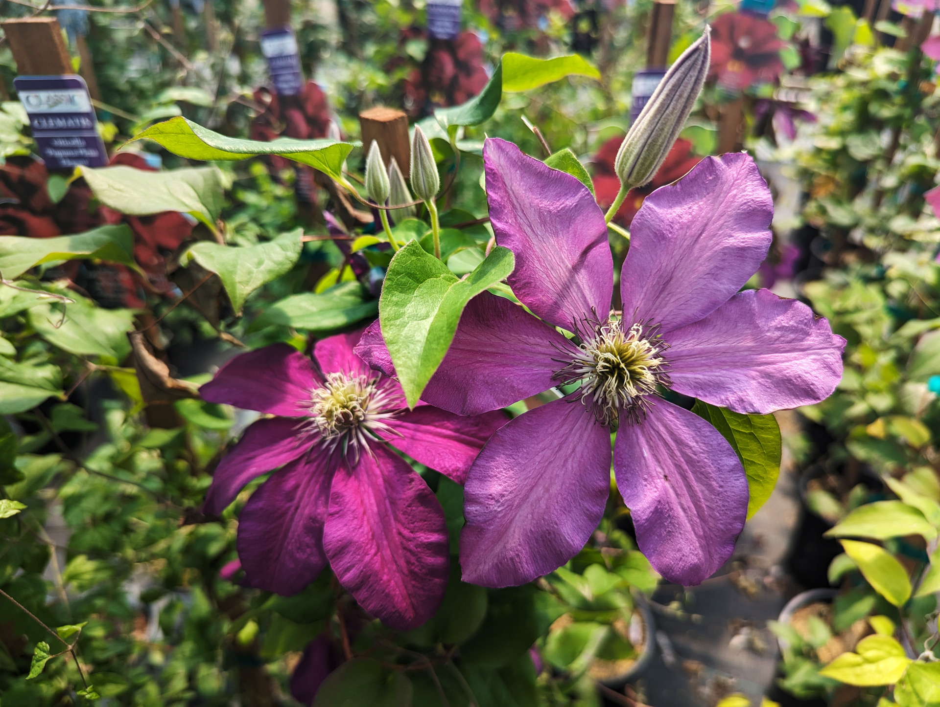 PXL_20240517_212456553.web