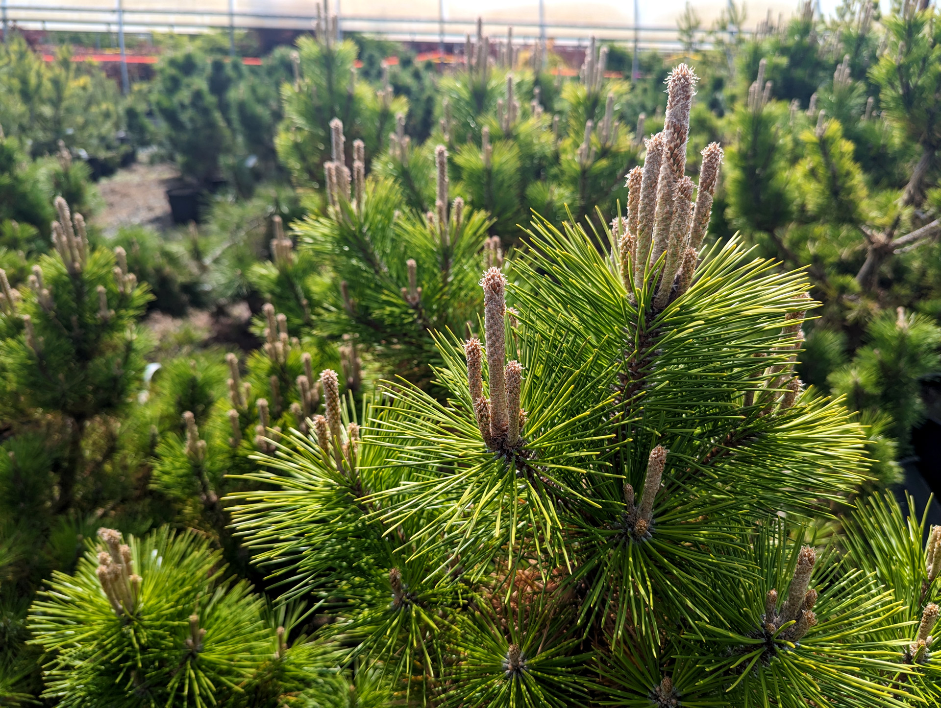 PXL_20240517_214245087.opt