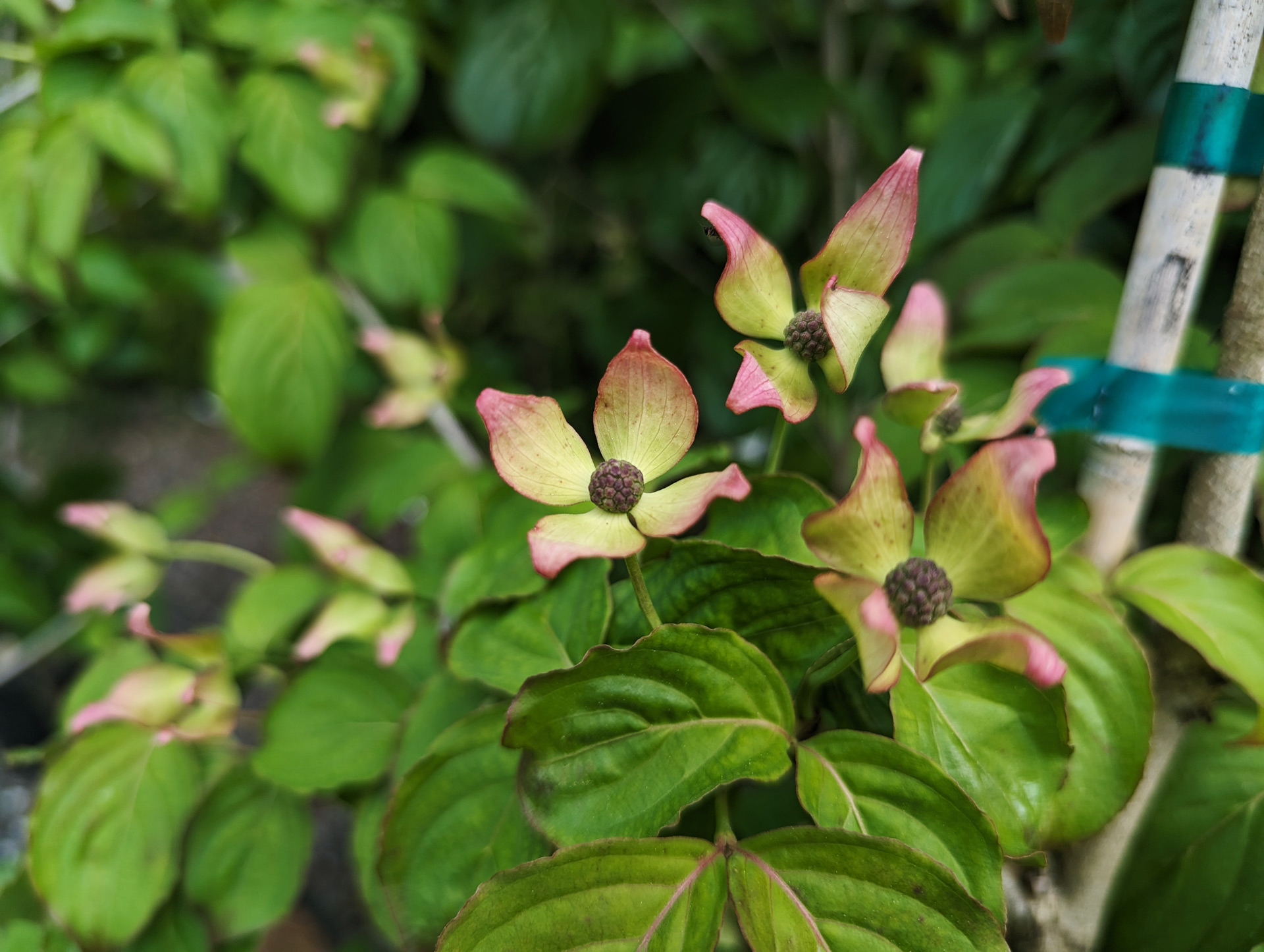 PXL_20240517_214456291.web